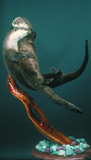 Otter.Olive 101